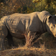 Illustration for article titled Who Would Win If A Hippo Fought A Rhino? A Question For The Ages.